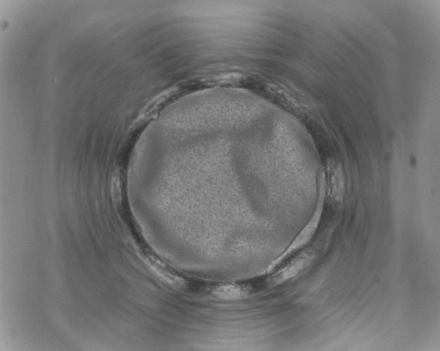 X0000074290562200609151920