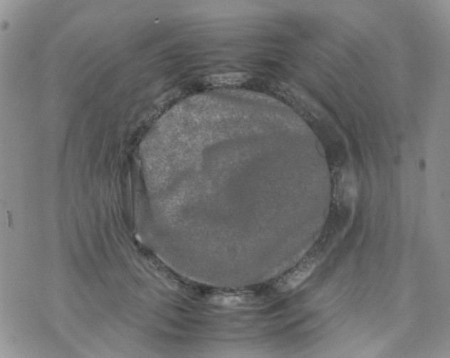 X0000074290655200609151918