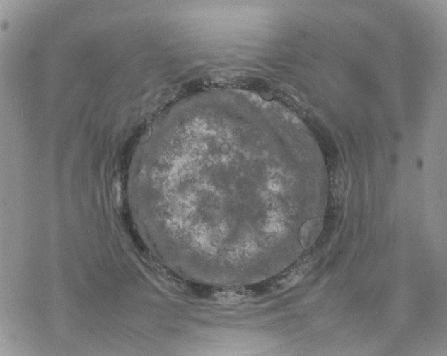 X0000074290703200609151917