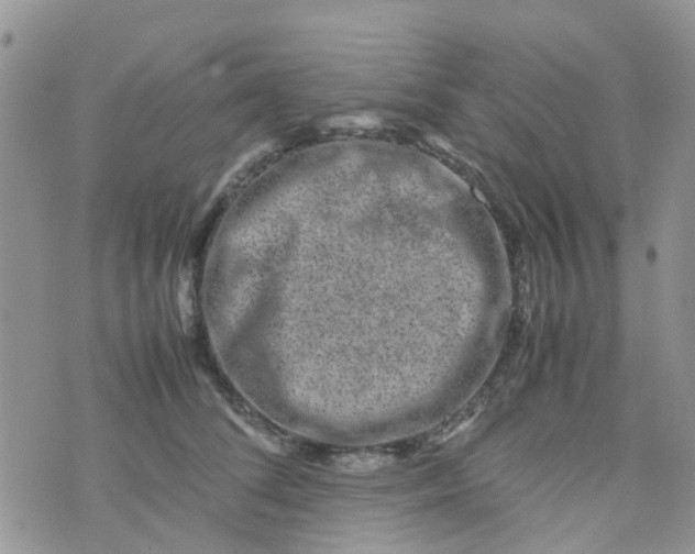 X0000074290708200609151917