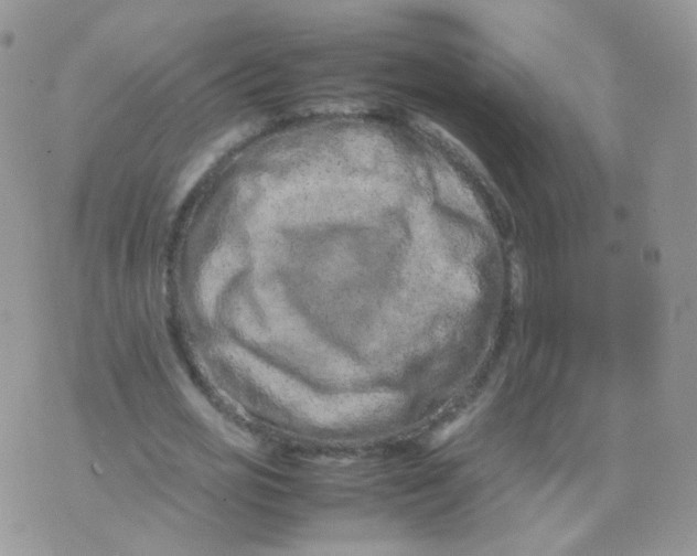 X0000074290725200609151916