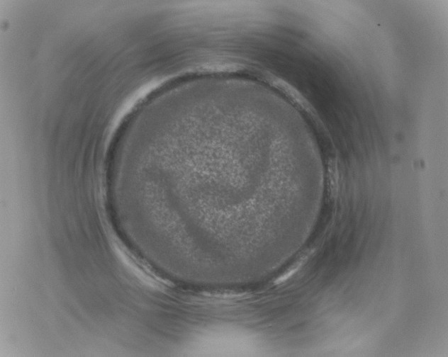 X0000074290726200609151916