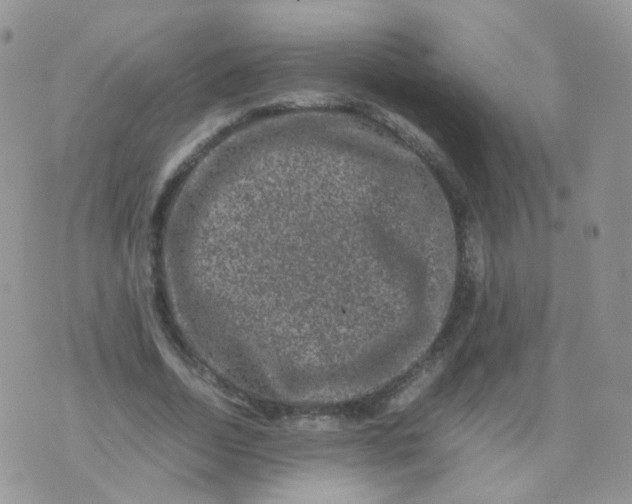 X0000074290730200609151916