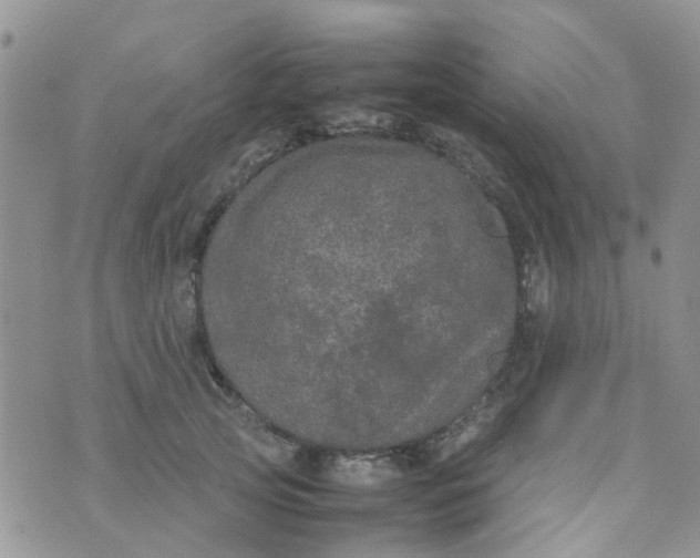 X0000074290753200609151916