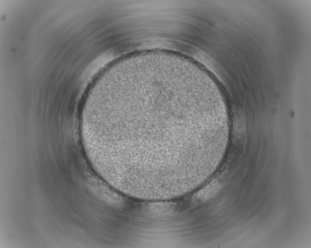 X0000074290832200609151915