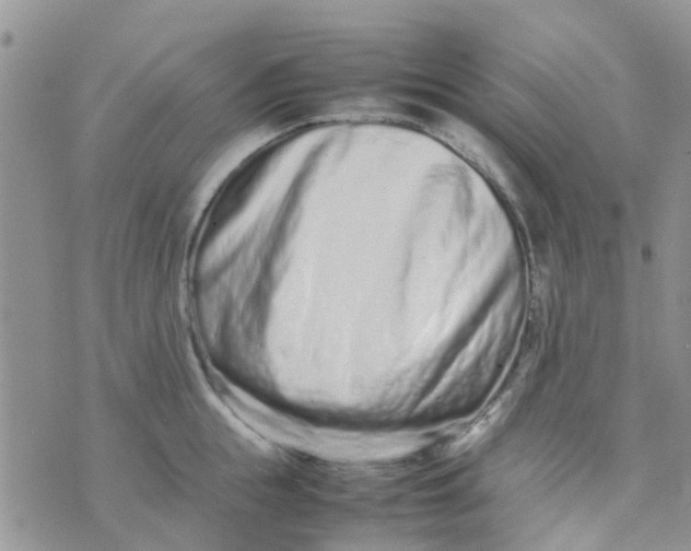 X0000074290855200609151915