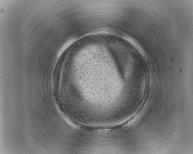 X0000074290858200609151915