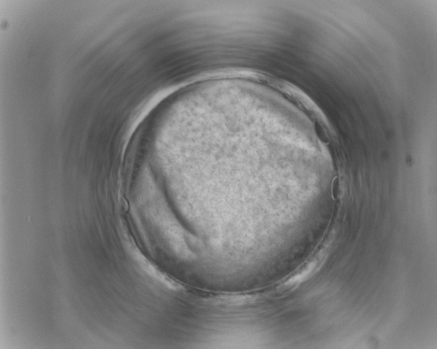 X0000074290860200609151915