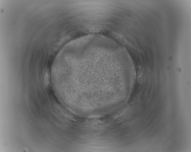 X0000074290866200609151914