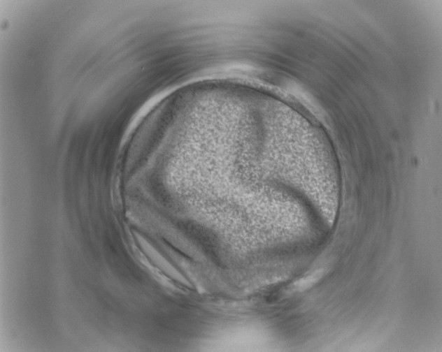 X0000074290960200609151913