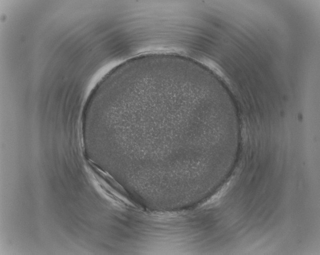 X0000074291030200609151911