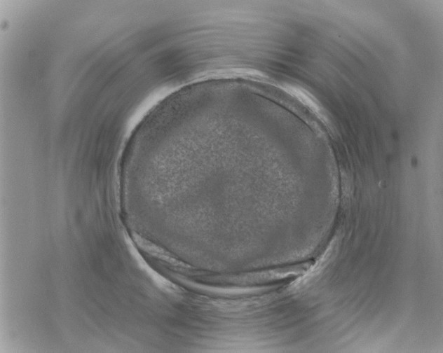 X0000074291046200609151912