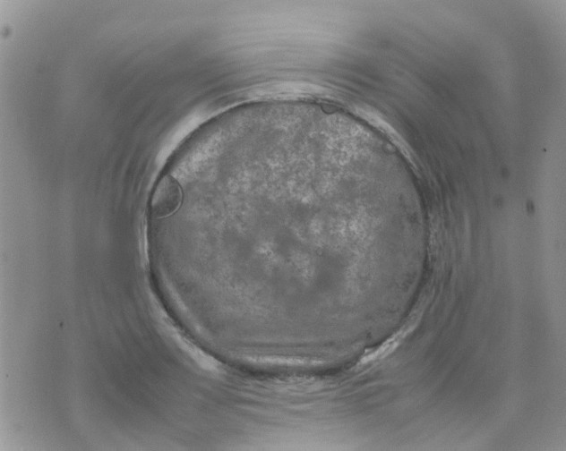 X0000074291083200609151911