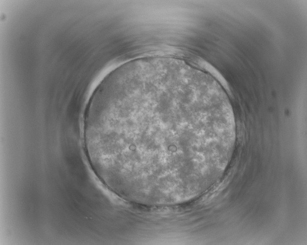 X0000074291099200609151910