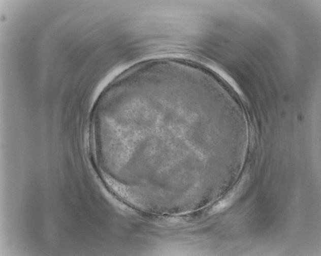 X0000074291101200609151910