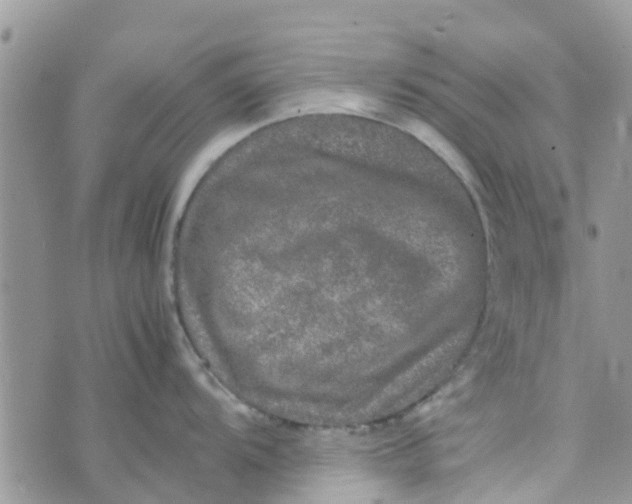 X0000074291104200609151910