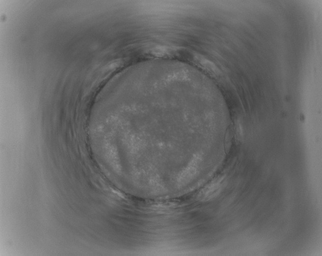 X0000074291105200609151910