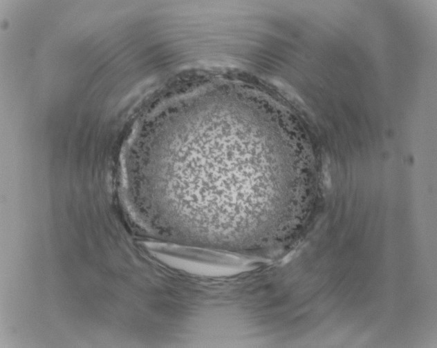 X0000074291110200609151910