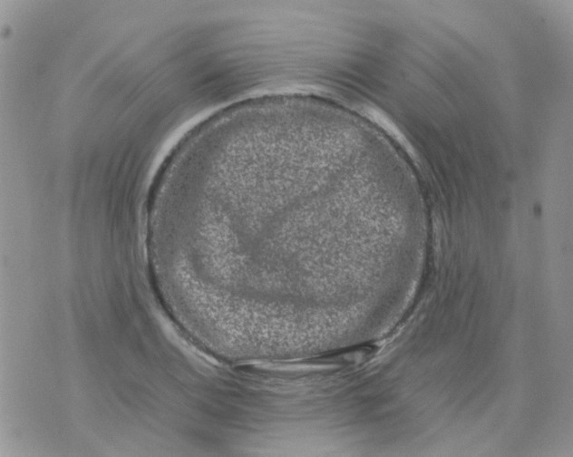 X0000074291124200609151910