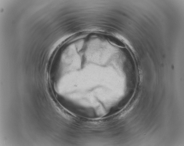 X0000074291125200609151910