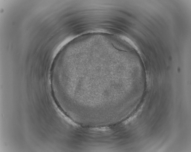 X0000074291133200609151910