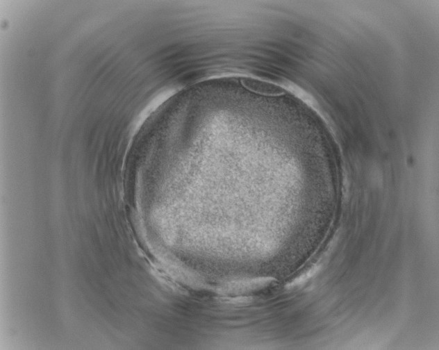 X0000074291145200609151910