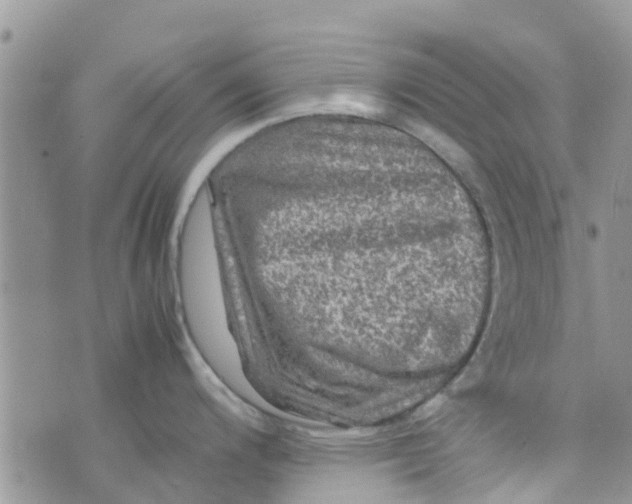 X0000074291200200609151909