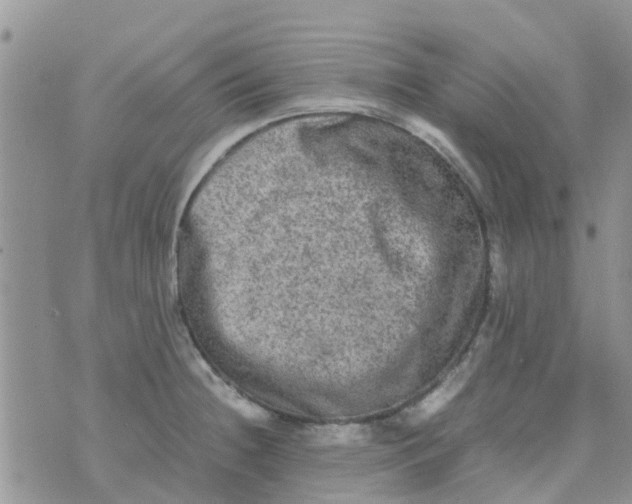 X0000074291236200609151909