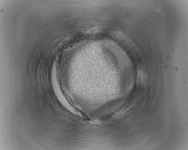 X0000074291250200609151908