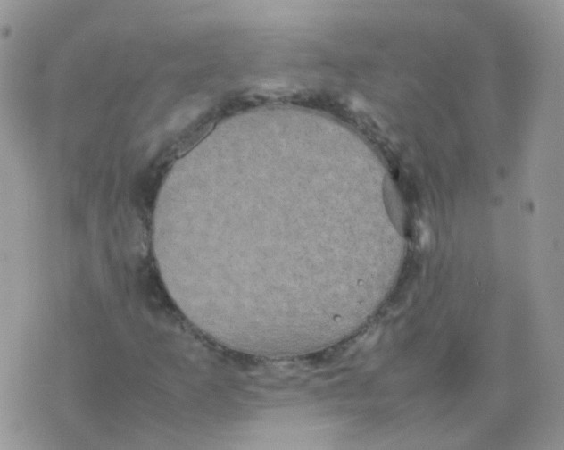 X0000074291253200609151908