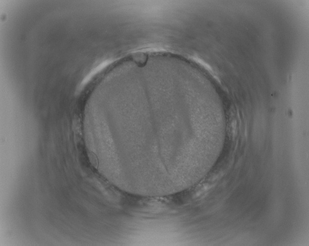 X0000074291255200609151908