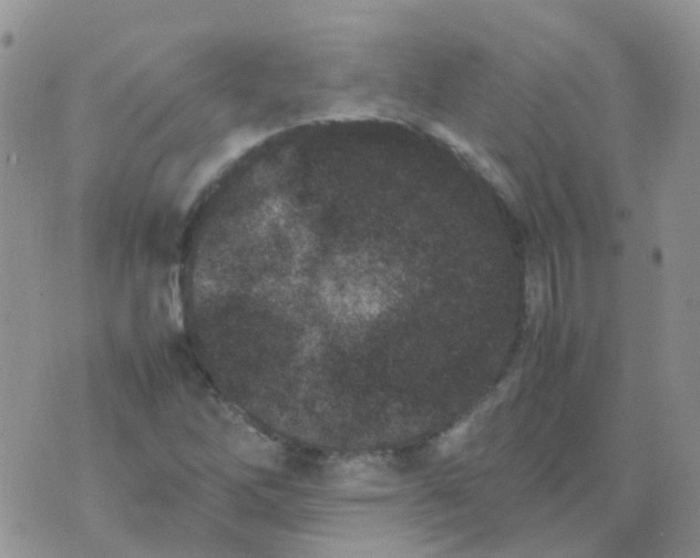 X0000074291262200609151908