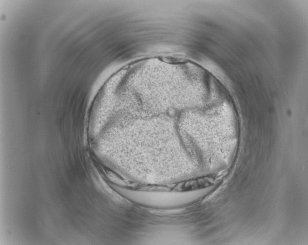 X0000074291296200609151907