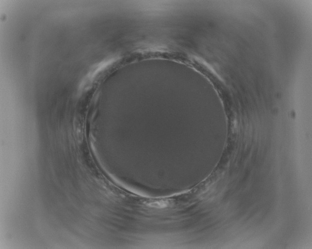 X0000074291303200609151907