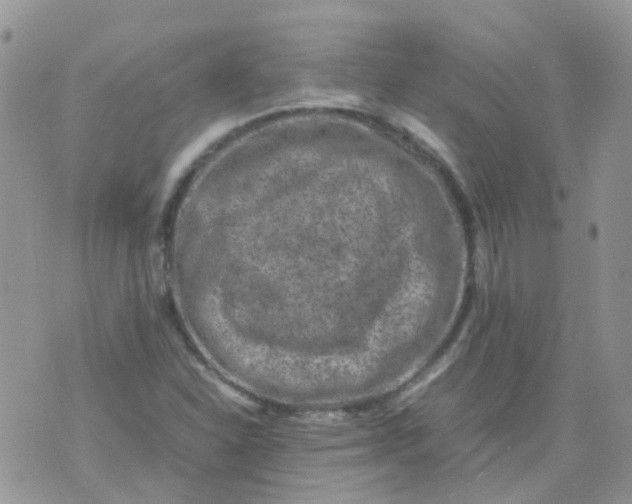 X0000074291310200609151907