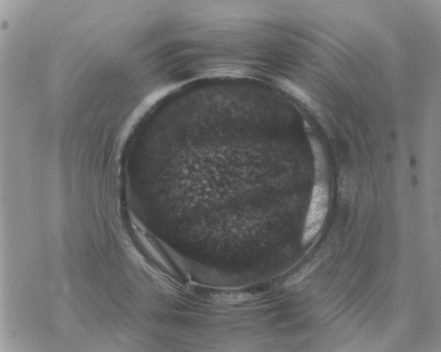 X0000074291323200609151907