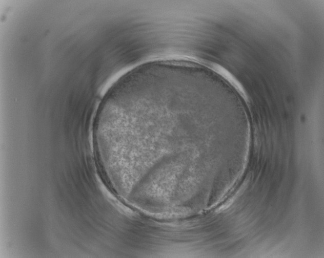 X0000074291388200609151906