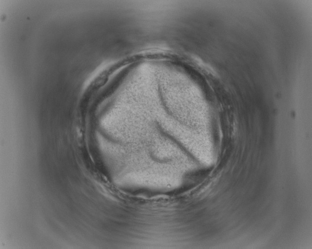 X0000074291400200609151905