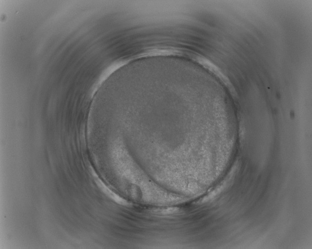 X0000074291417200609151905