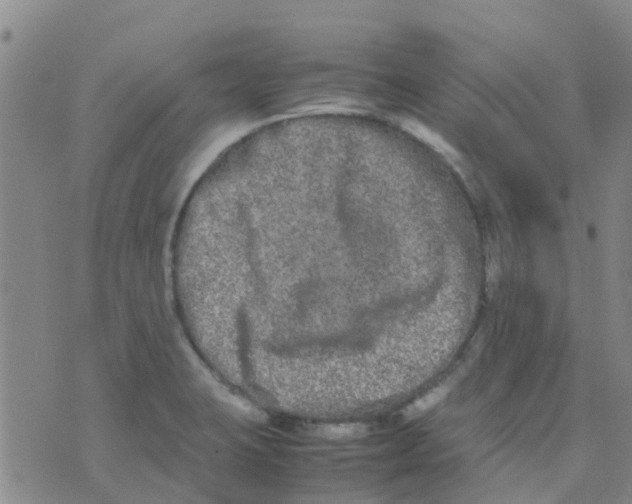 X0000074291423200609151905