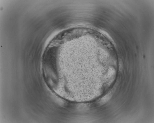 X0000074291424200609151905