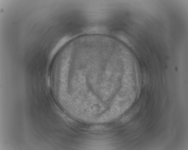 X0000074291462200609151905