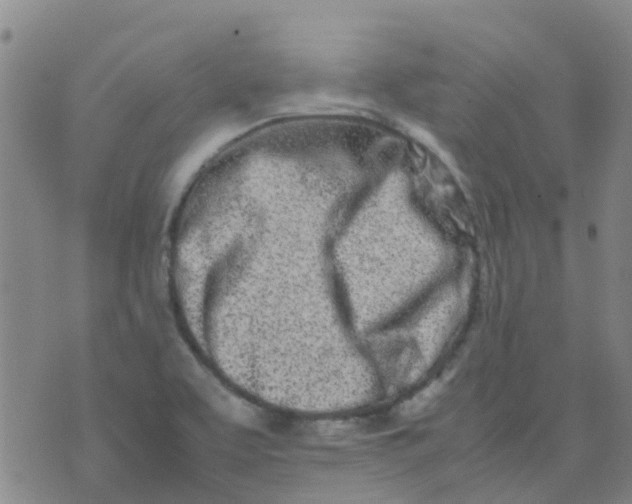 X0000074291463200609151905