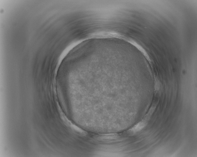 X0000074291486200609151904