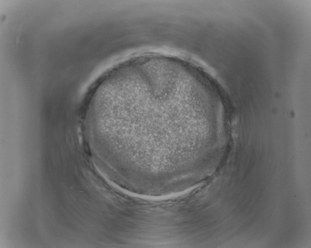 X0000074291496200609151903