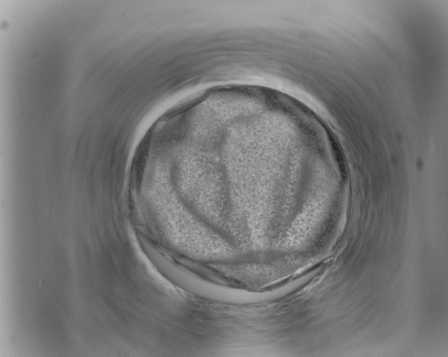 X0000074291536200609151904