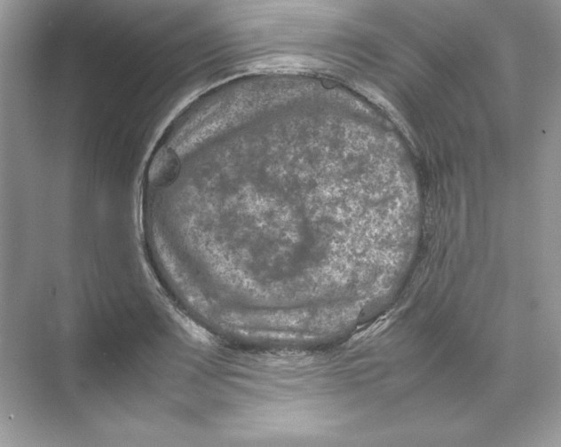 X0000074291083200609222303