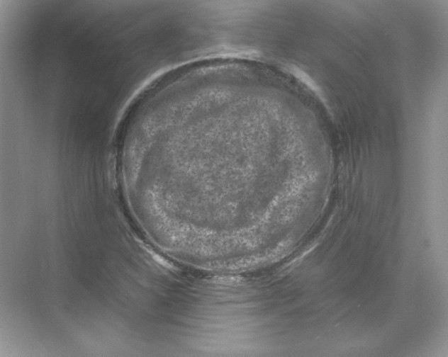 X0000074291310200609222259