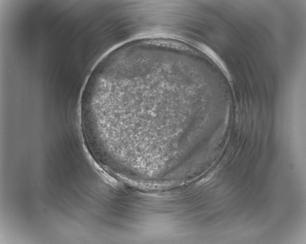 X0000074291388200609222258