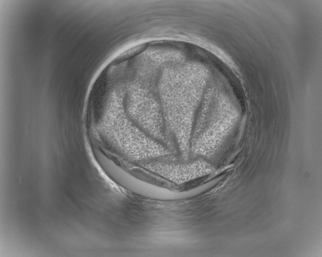 X0000074291536200609222256